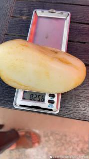 收藏款新疆和田玉籽料原石,825.6克,高级做料,白度一级白奶白色.真皮